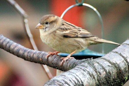 Plumage branch songbird photo