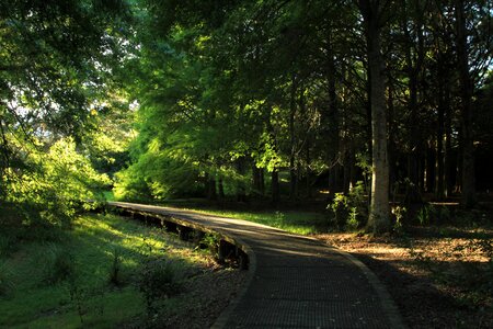 Nature outdoor pathway photo