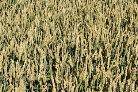 Agriculture nature summer