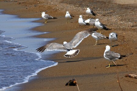 Seabird sea gull seagull photo