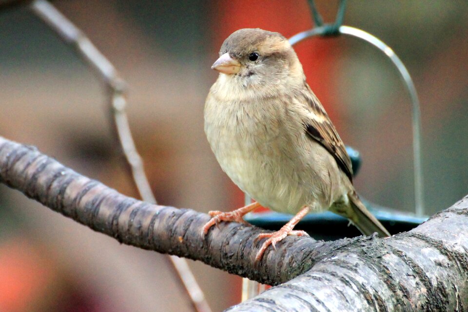 Plumage branch songbird