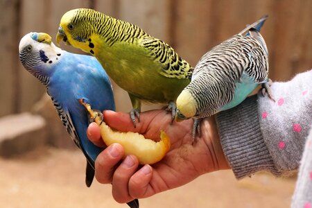 Bill food animal world
