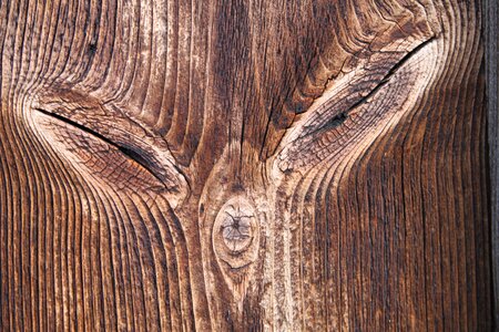 Nature log brown