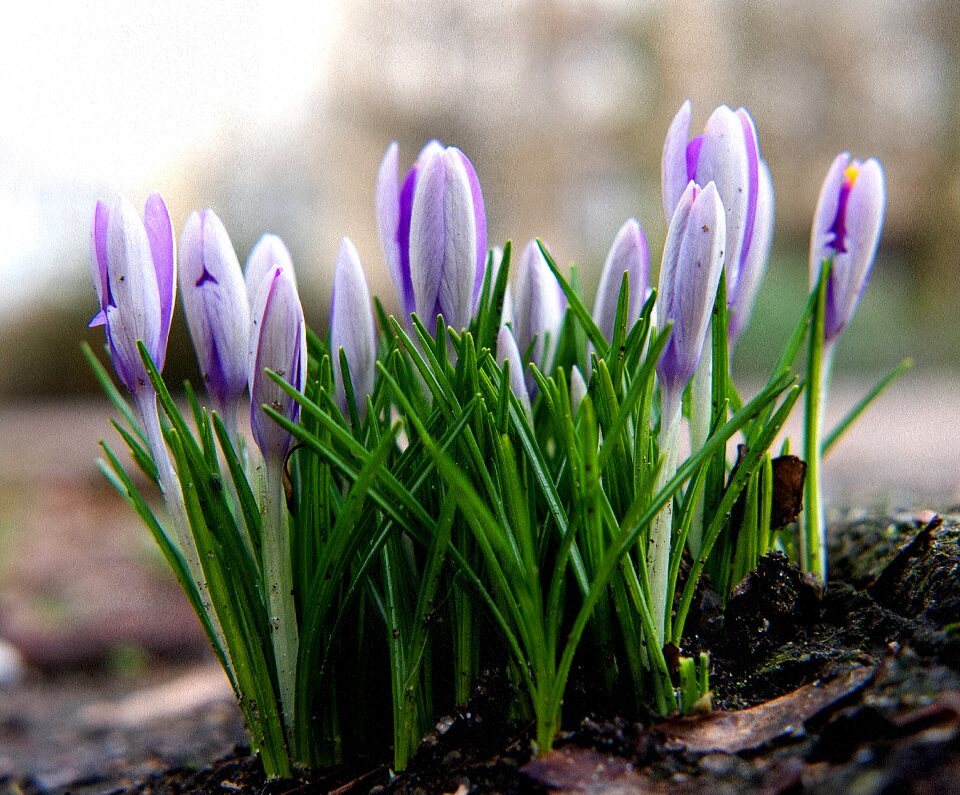 Spring crocus spring awakening