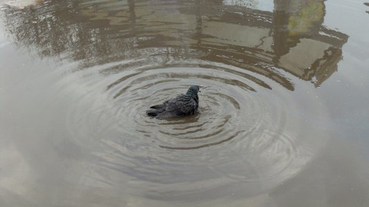 Gdańsk ulica Obrońców Westerplatte (odświeżająca kąpiel)