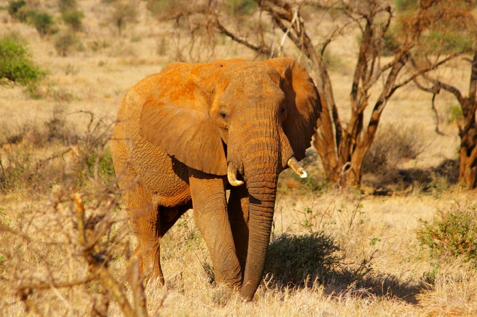 African bush elephant national park animal portrait