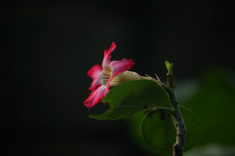 Macro flower aperture
