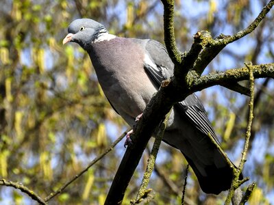 Bird nature animal photo