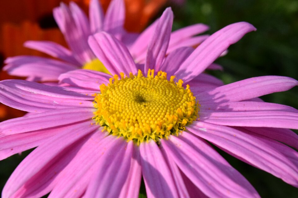 Bloom close up summer