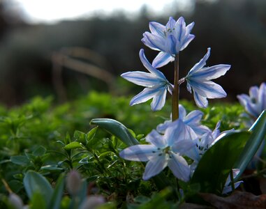 Close up early bloomer spring flower photo