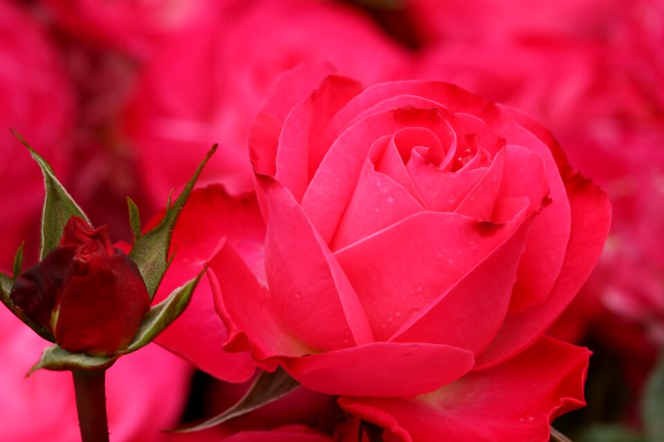 Flower aroma plant