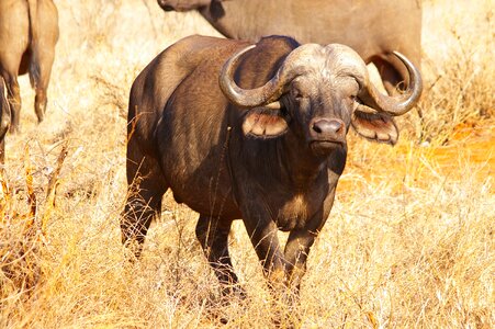 Safari national park african buffalo