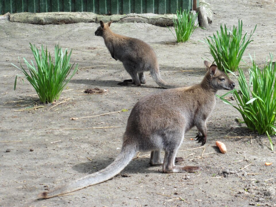 Kangaroo australia desert