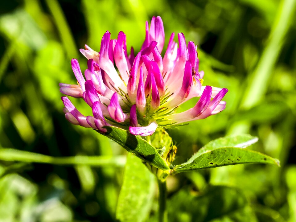 Flower blossom bloom