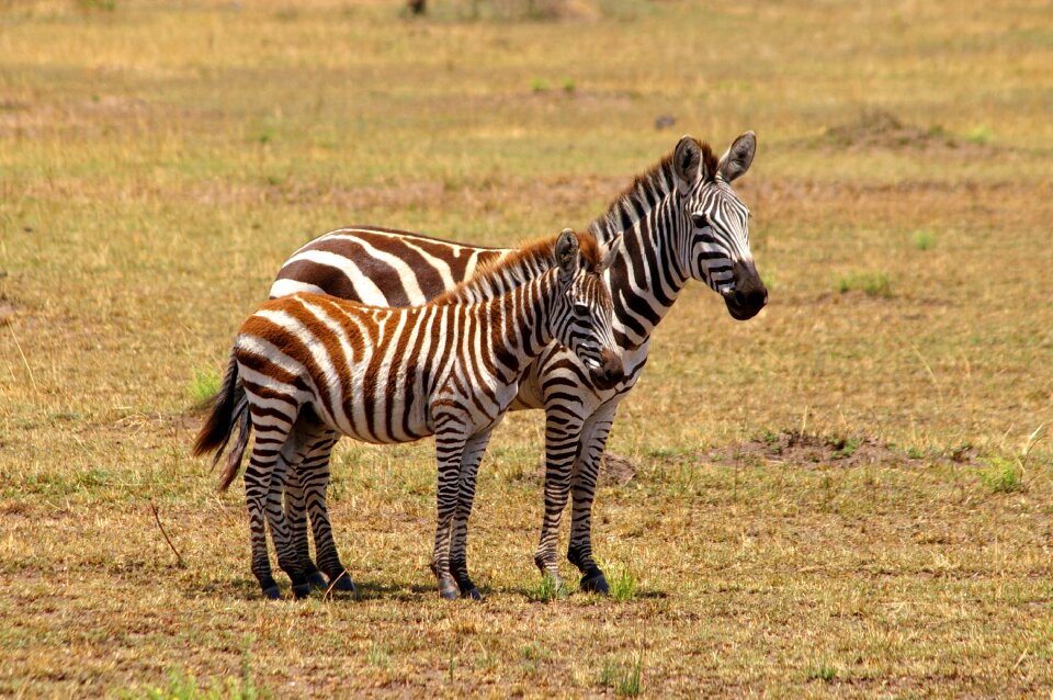 Black and white safari national park