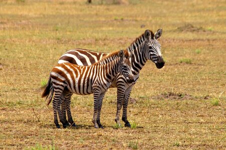 Black and white safari national park