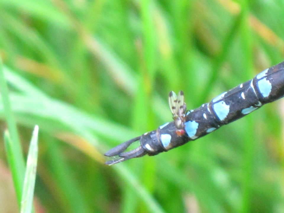 Geomyza tripunctata (Cereal fly) sitting on tail of Aeshna mixta (Migrant Hawker) detail, Arnhem, the Netherlands