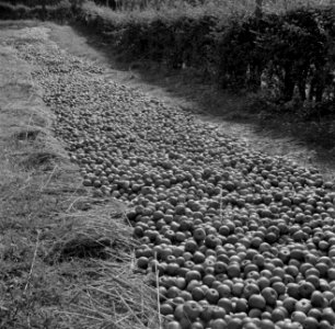 Geoogste appels, Bestanddeelnr 252-0219