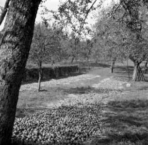 Geoogste appels, Bestanddeelnr 252-0220