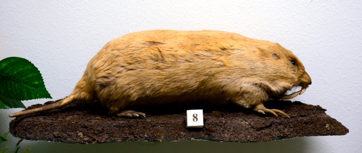 Geomys bursarius Musée Histoire Naturelle Tournai 27122015 1