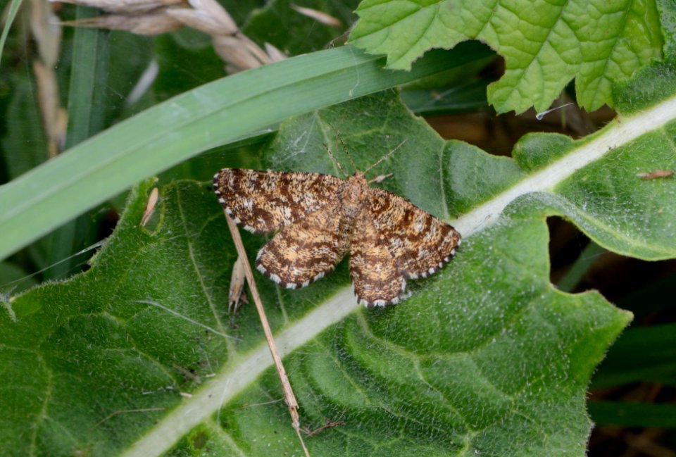 Geometridae unknown
