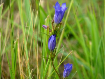 Gentiana pneumonanthe 9113
