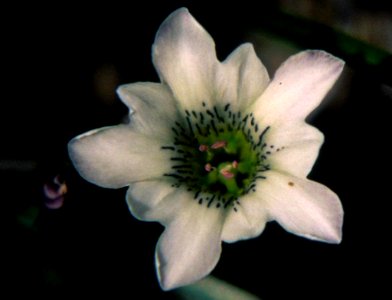 Gentiana thunbergii var. minor in Mount Yakushi1996-08-02