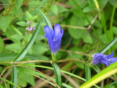 Gentiana pneumonanthe 9116