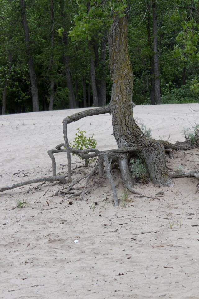 Persistence environment strong