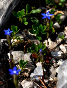 Gentiana-utriculosa-01-fws