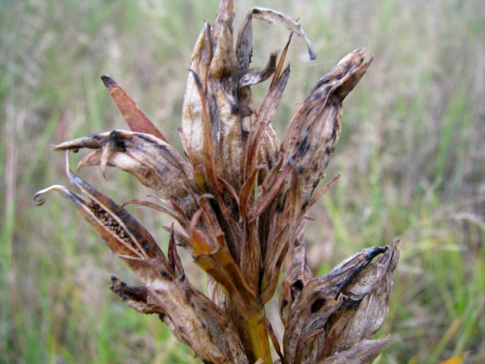 Gentiana pneumonanthe 9250