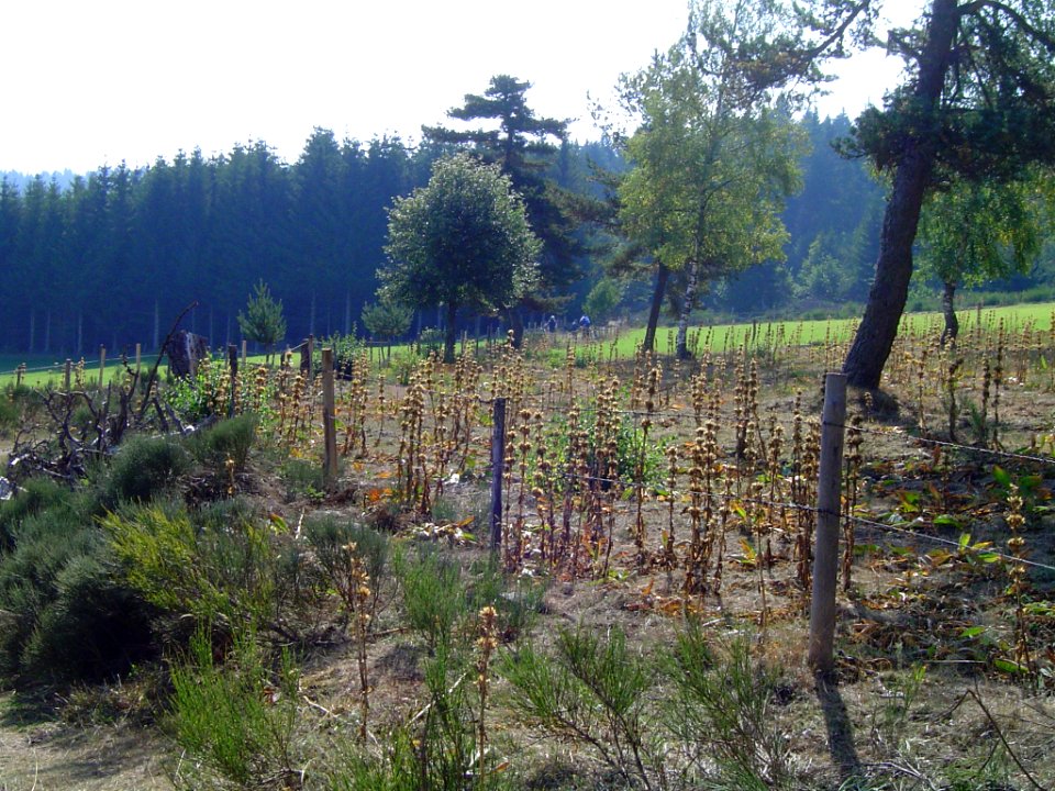 Gentianes jaunesw défleuris en forêt de Mercoire