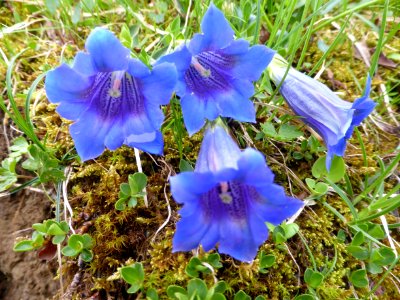 Gentiana-clusii