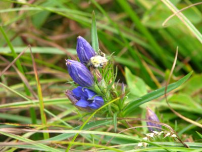 Gentiana pneumonanthe 7039