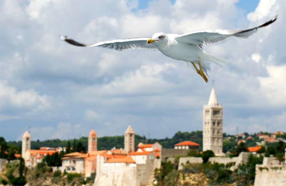 Island of rab seagull sea birds
