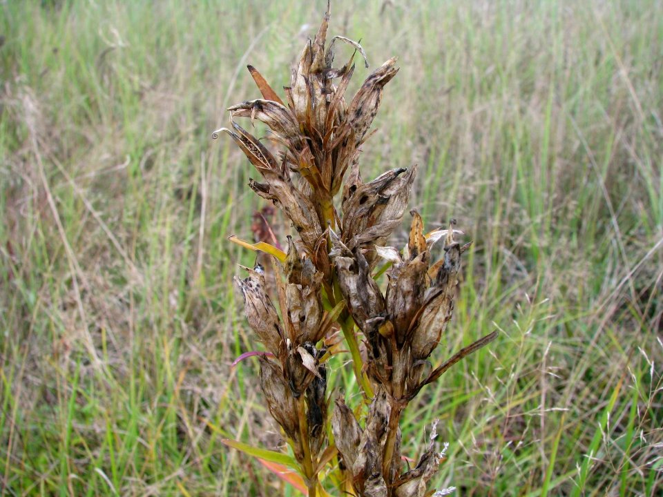 Gentiana pneumonanthe 9249