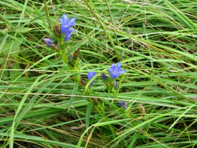 Gentiana pneumonanthe 7036