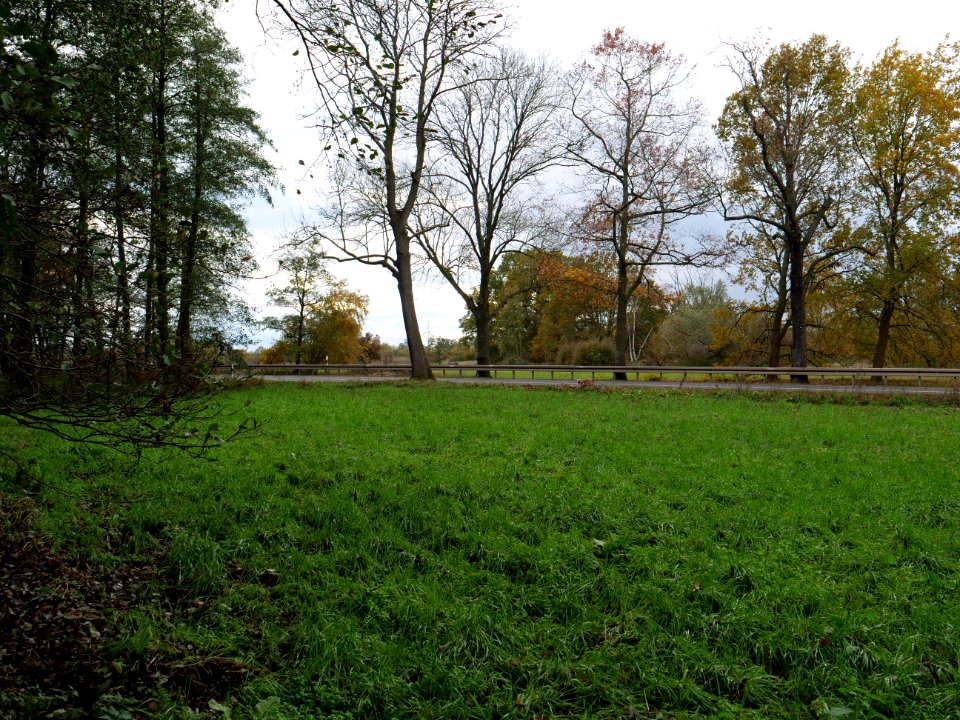 Genshagener Busch at Großbeeren on 2019-11-05 06