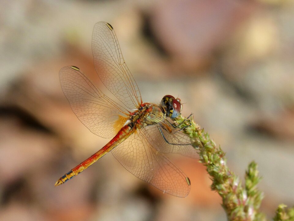 Detail beleza red dragonfly