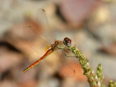 Detail beleza red dragonfly photo