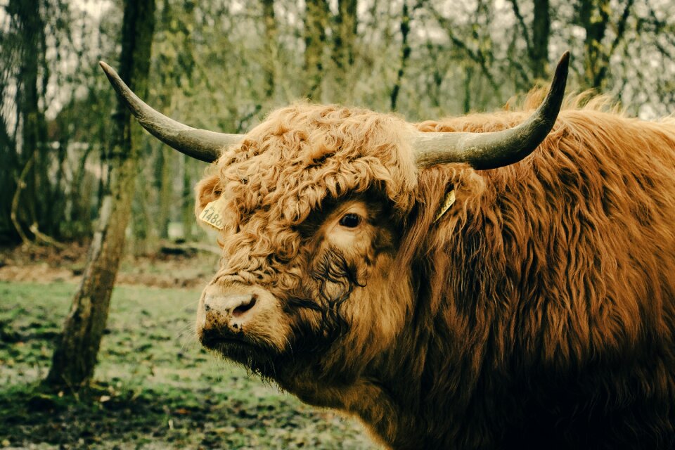 Scotland animal nature