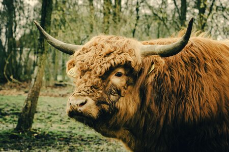 Scotland animal nature photo