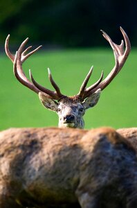 Hirsch red deer Free photos