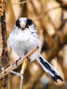 Garden bird bird nature photo