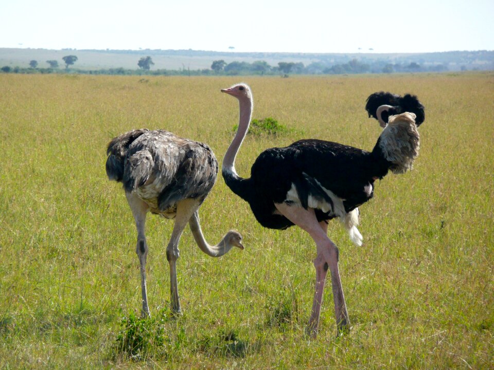 Wildlife animal wild