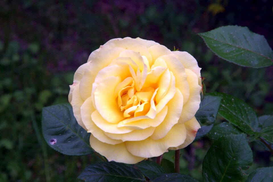 Flower garden beauty