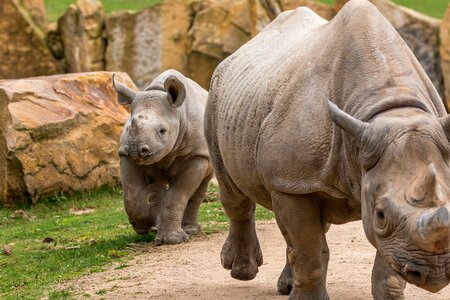 Pachyderm big game rhinoceros