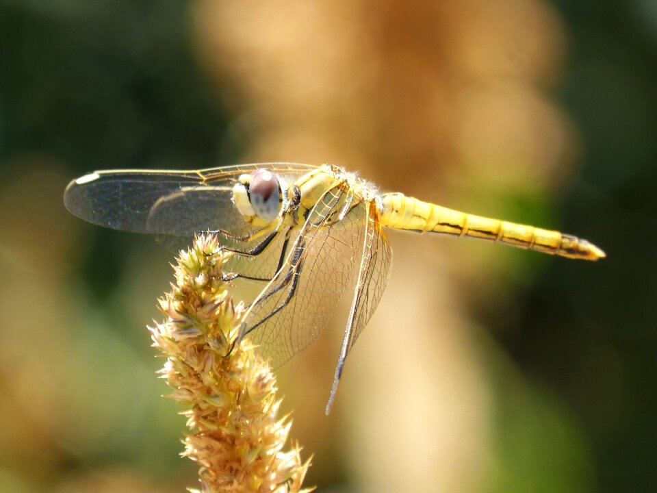 Detail beleza red dragonfly