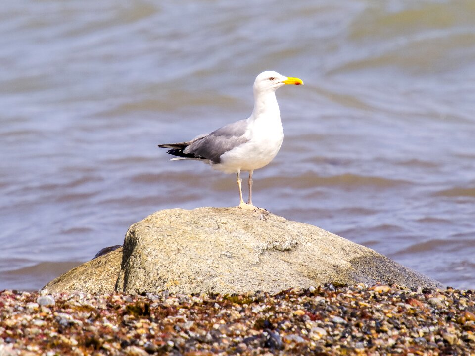 Water bird nature animal
