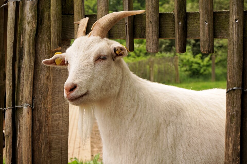 Horns billy goat pet